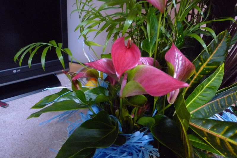 P1020821.jpg