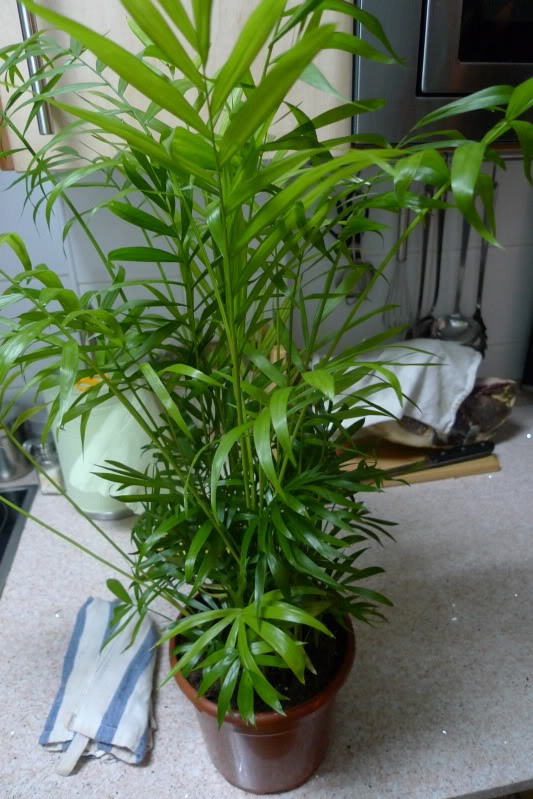 P1020823.jpg