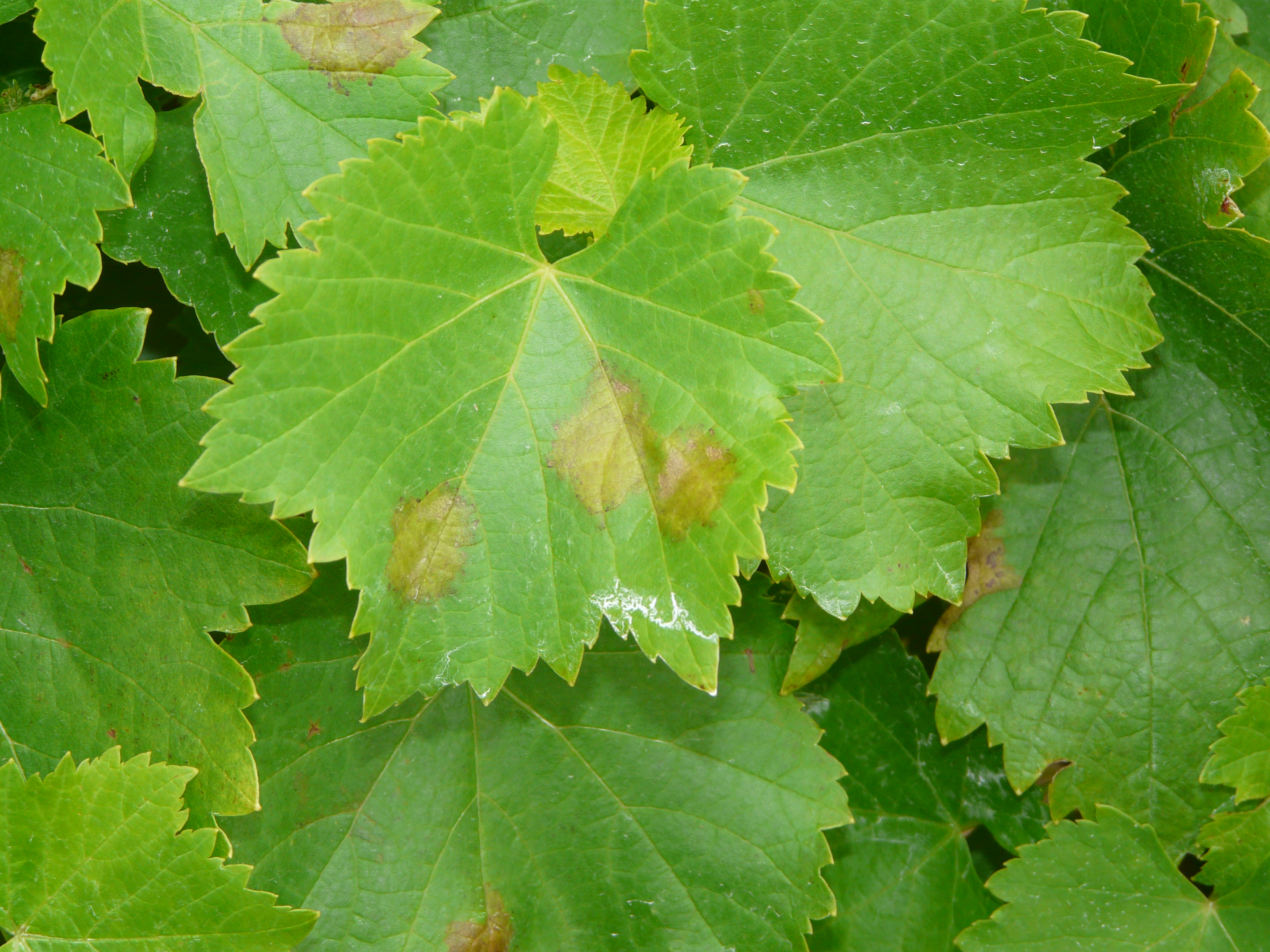 p1020832.jpg