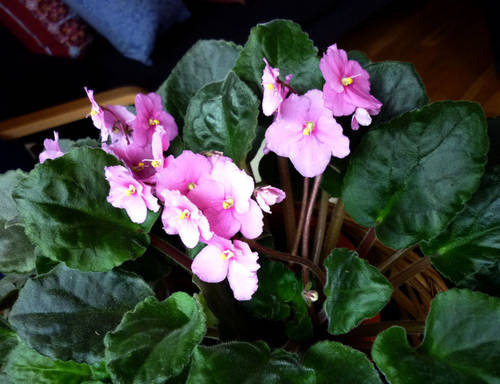 P1020883.JPG