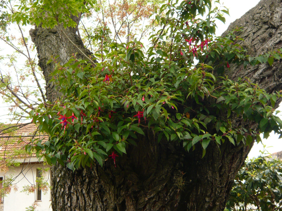 P1030025.jpg
