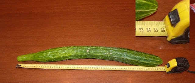 p1030151o.jpg