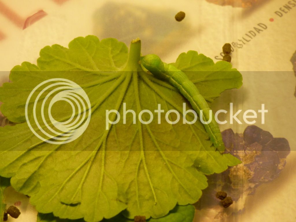 P1030280_zpsscgnq5id.jpg
