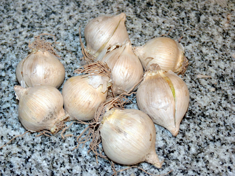P1030311.JPG