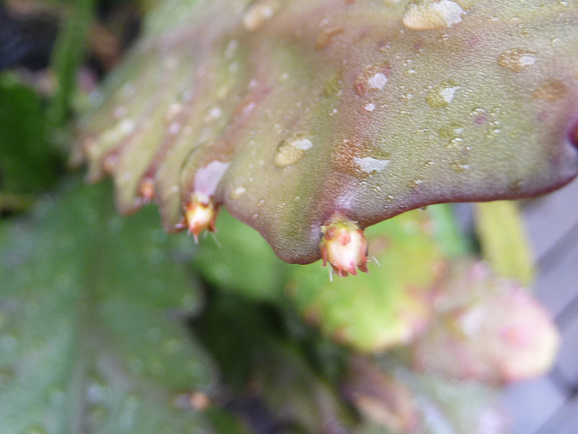 P1030317.JPG