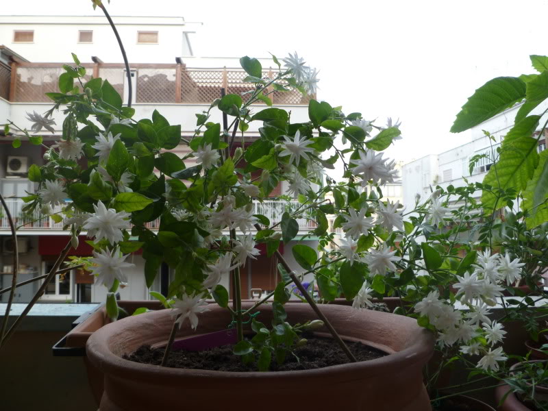 P1030341.jpg