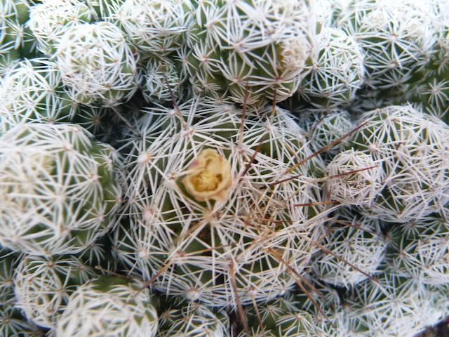 P1030396.JPG