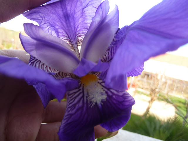 P1030453.JPG