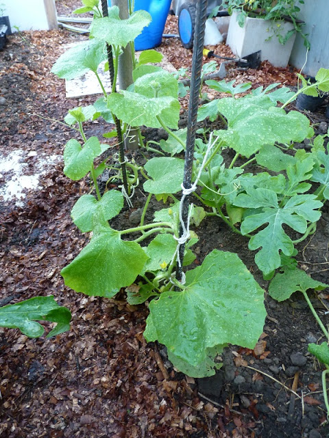 P1030479.JPG