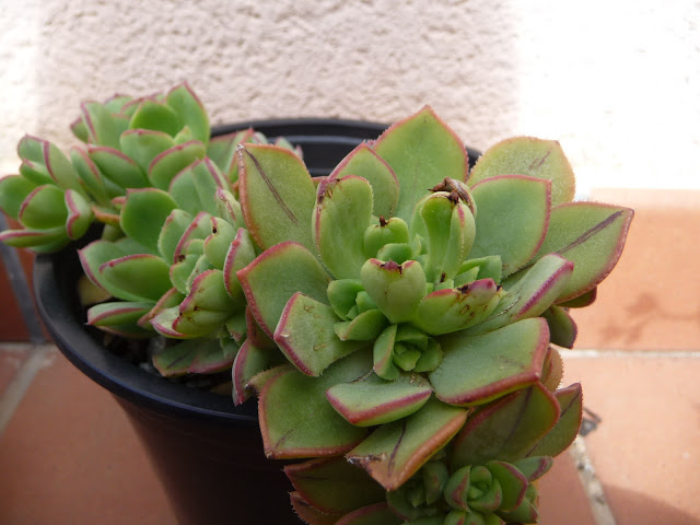 P1030551.JPG