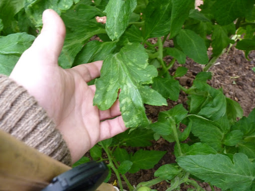 P1030560.JPG