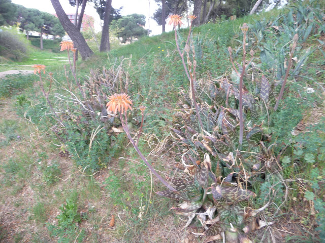 P1030581.JPG