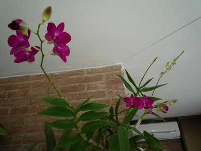 P1030626.JPG