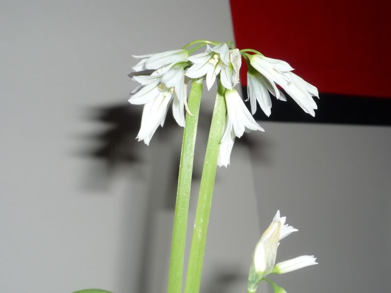 P1030633.jpg