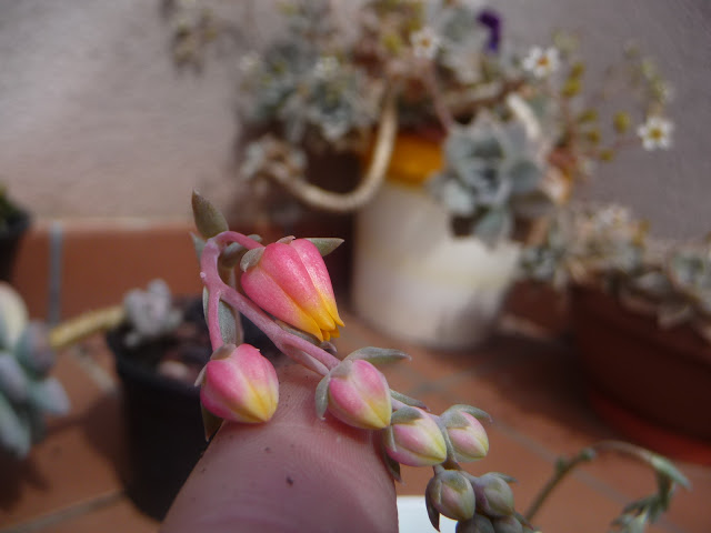 P1030671.JPG