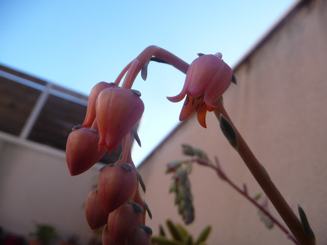 P1030726.JPG