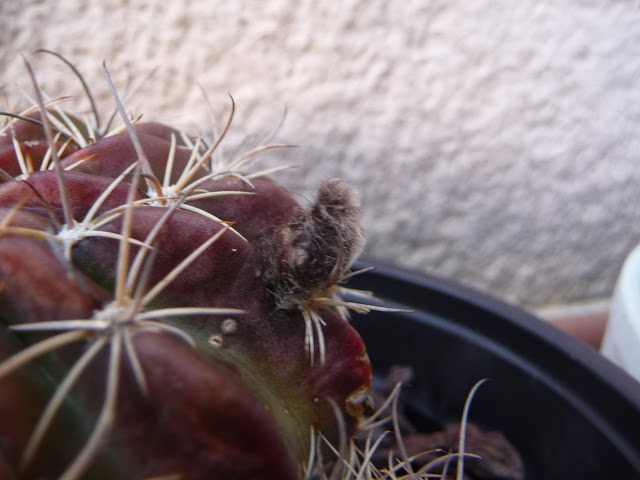 P1030736.JPG