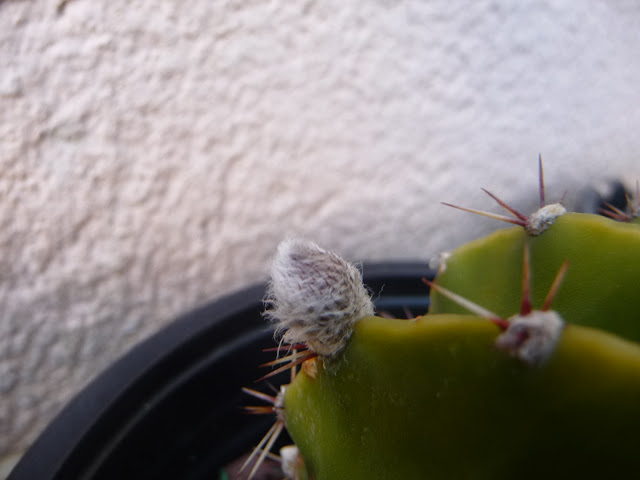 P1030737.JPG