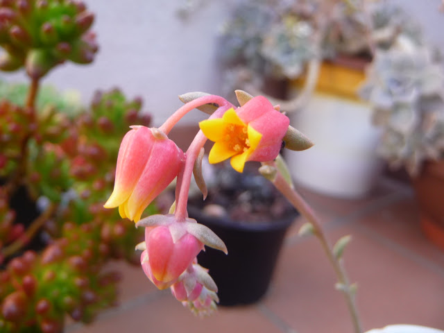 P1030741.JPG