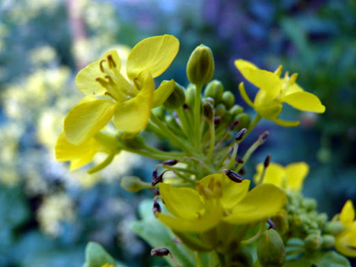 P1030760-1.JPG