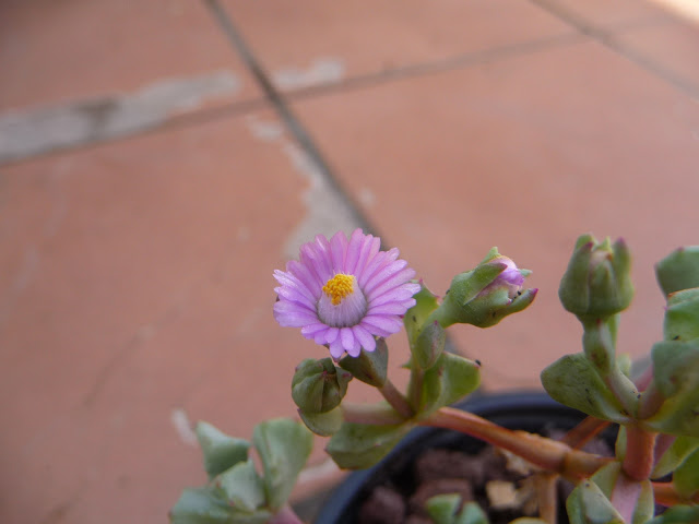 P1030791.JPG