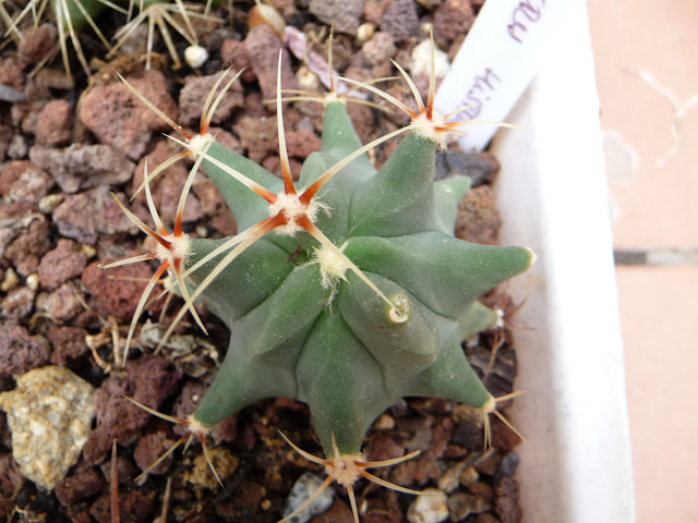 P1030819.JPG