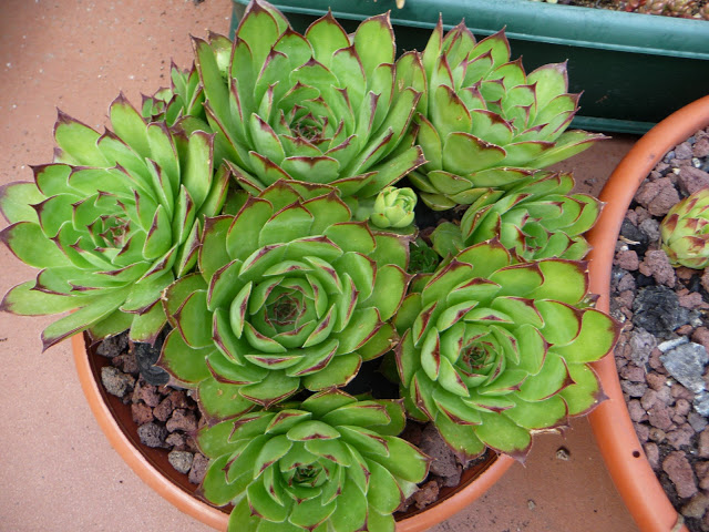 P1030825.JPG