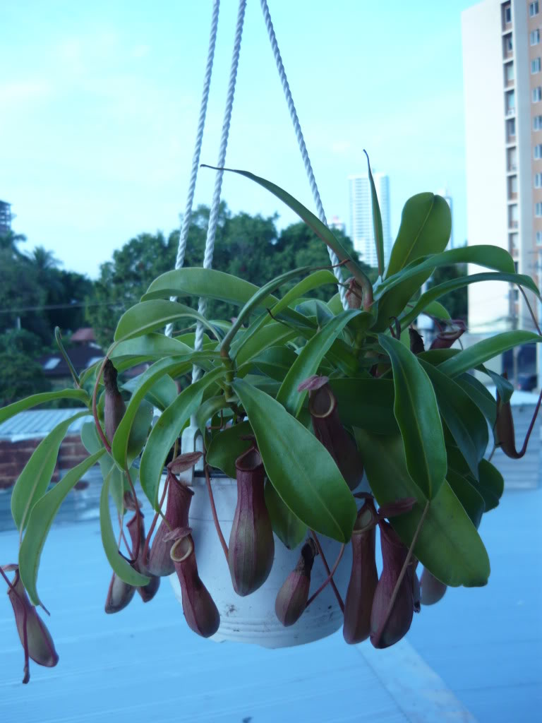P1030830.jpg