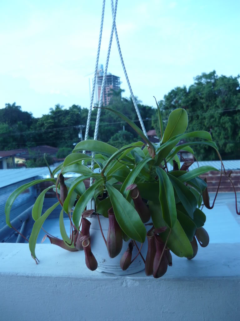 P1030833.jpg