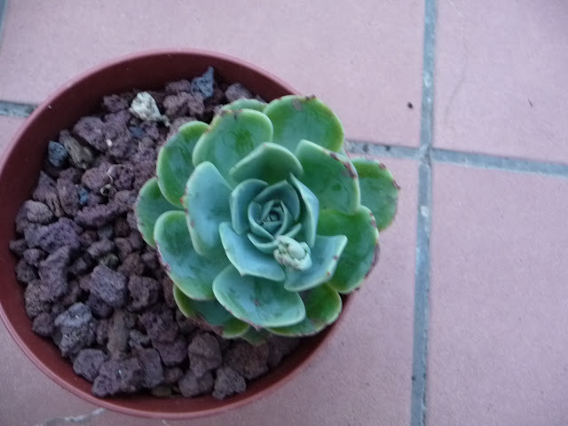 P1030833.JPG