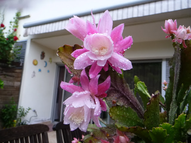 P1030837.JPG
