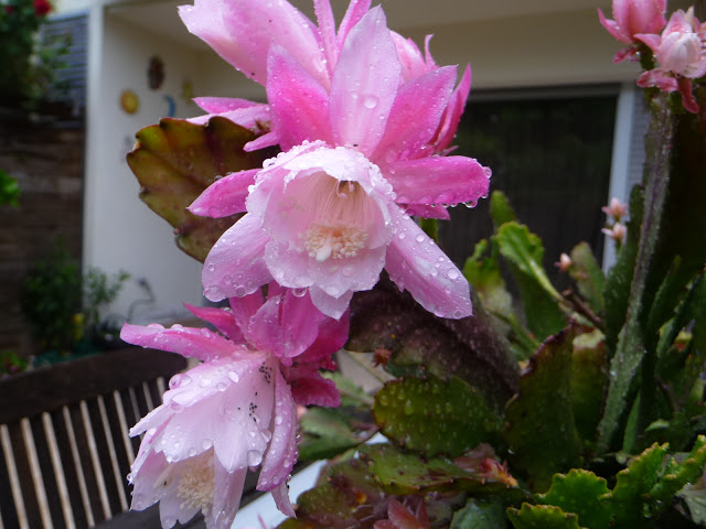 P1030841.JPG