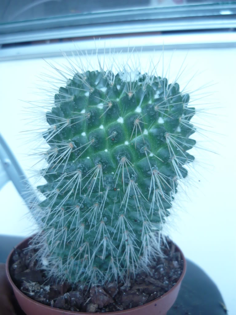 P1030911.jpg