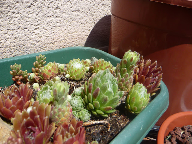 P1030919.JPG