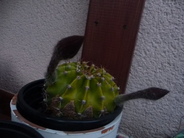 P1030921.JPG