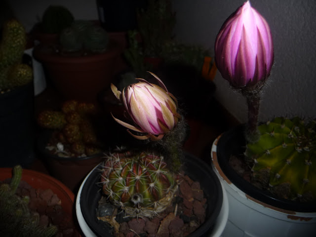 P1030950.JPG