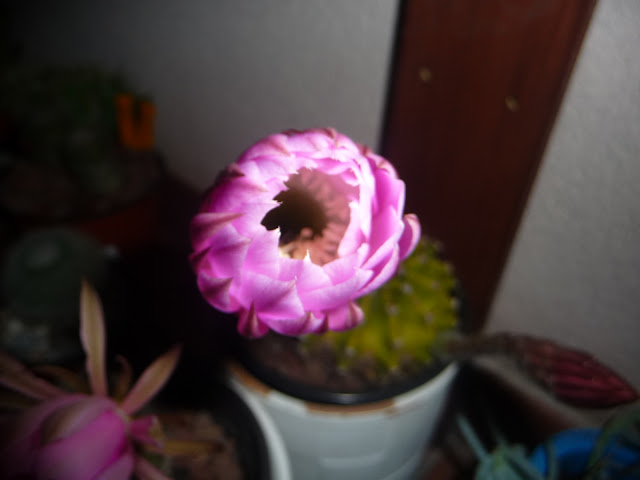 P1030961.JPG