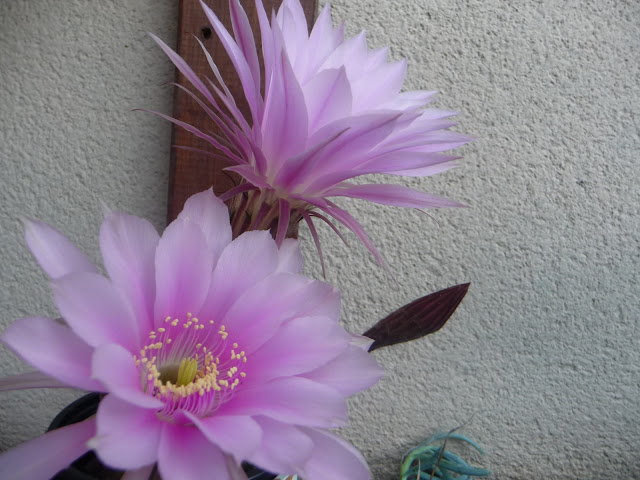 P1030979.JPG