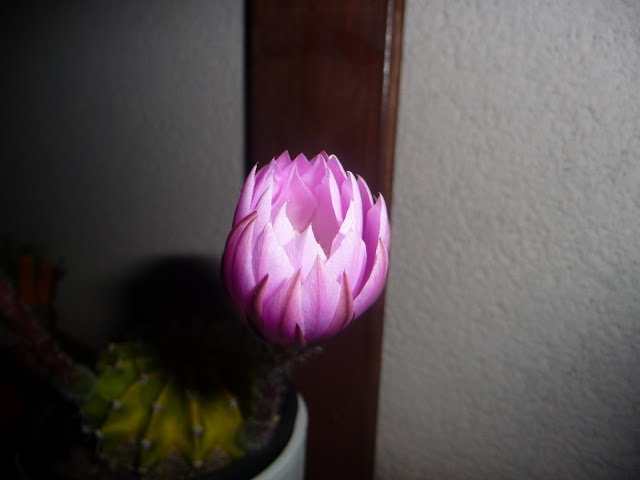 P1030998.JPG