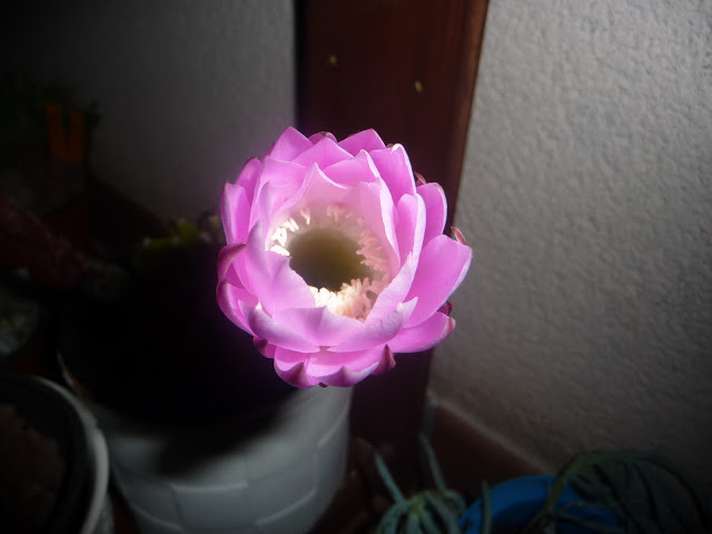 P1040001.JPG