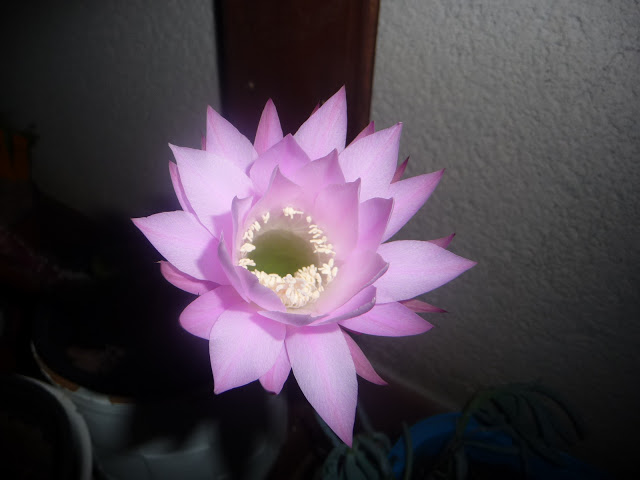 P1040002.JPG