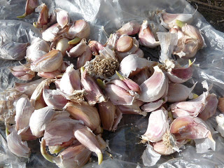 P1040020.JPG