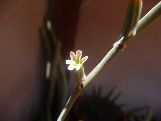 P1040040.JPG