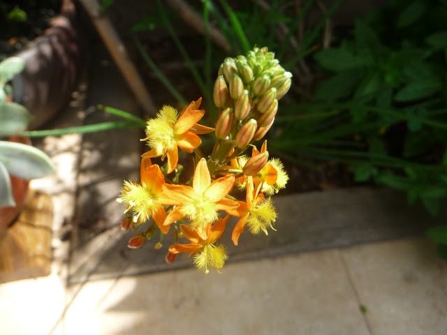 P1040121.JPG