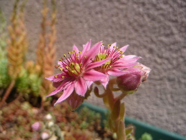 P1040150.JPG
