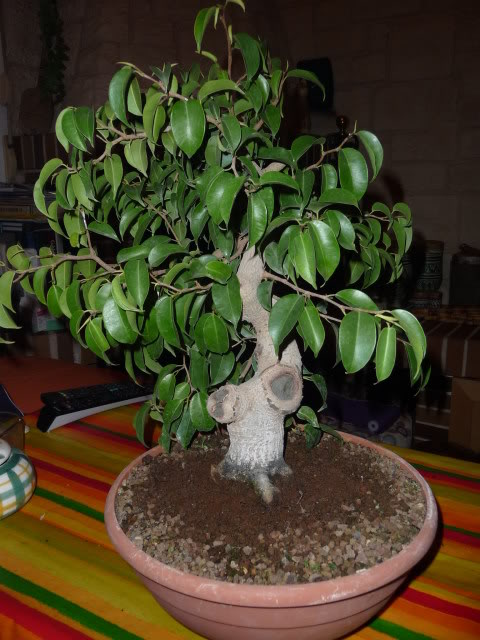 P1040157.jpg