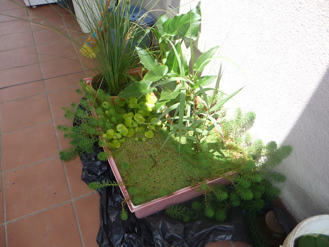 P1040164.JPG