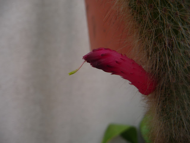P1040220.JPG