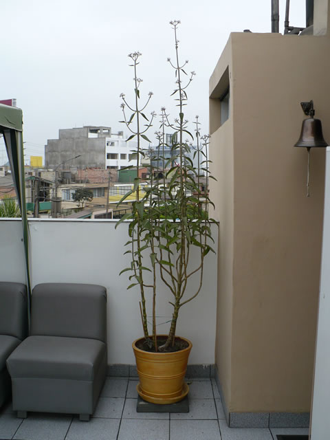 P1040242.jpg