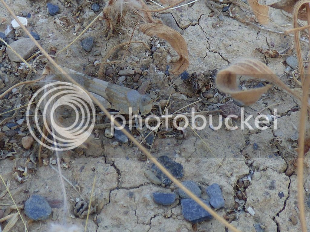 P1040267_zpswa63uozs.jpg
